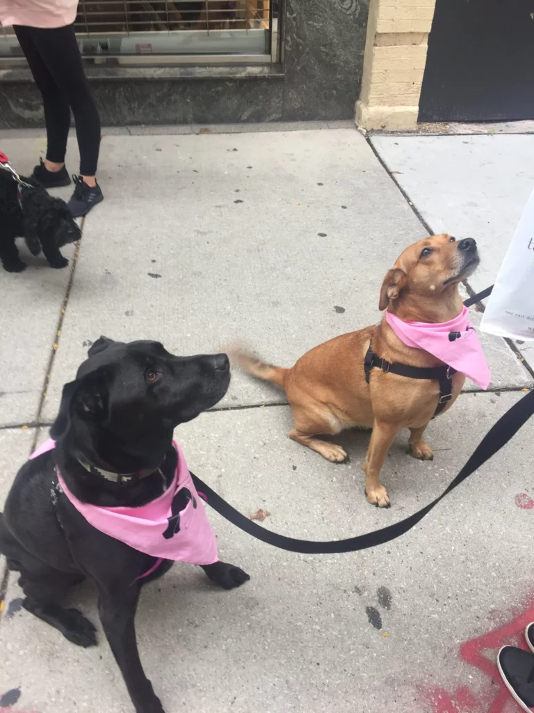 Two dogs wearing pink bandanas sit on a sidewalk, looking up attentively. Other people and a small black dog are partially visible in the background.