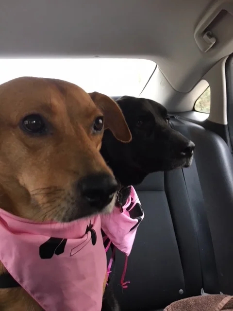 Two dogs sitting in the backseat of a car, one brown with a pink bandana in the foreground and one black dog in the background, both looking out the window.