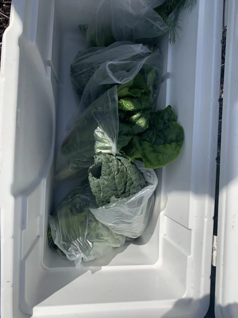 Three plastic bags containing leafy green vegetables are placed inside a white cooler.