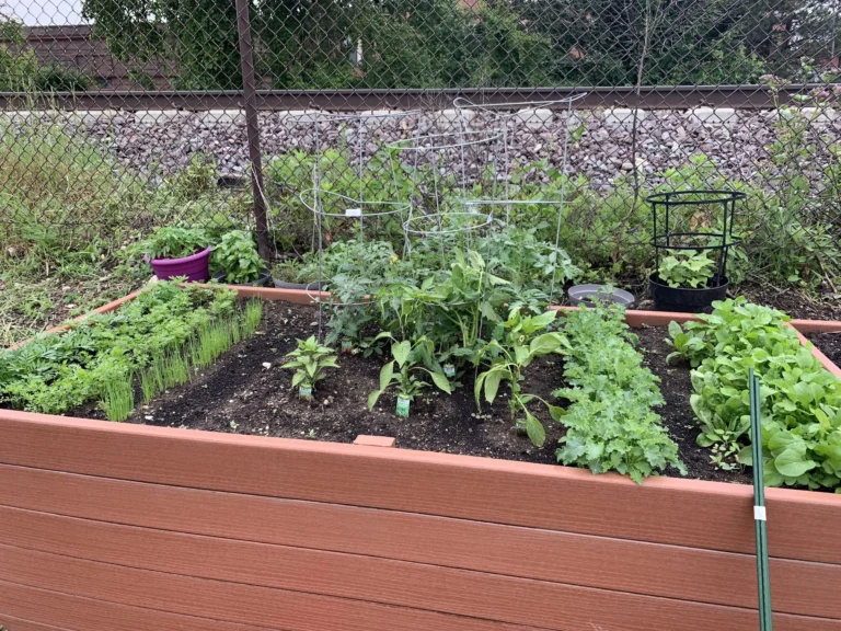A raised garden bed with various vegetables and herbs growing, bordered by a brown wooden frame and located near a chain-link fence and train tracks.