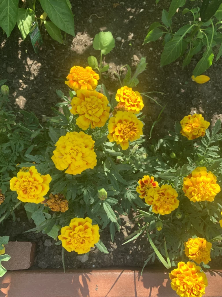 A cluster of yellow and orange marigold flowers growing in a garden bed with green leaves and soil visible.